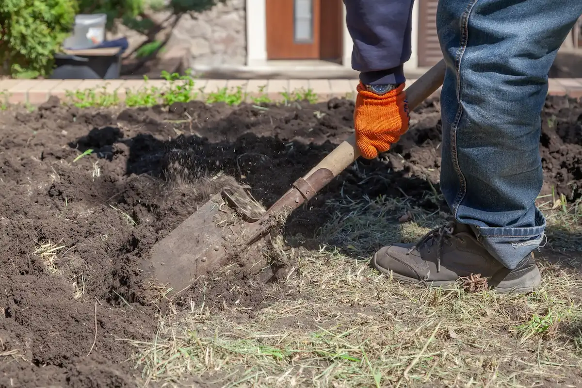 Person digging in yard with shovel, excavating soil to access underground sewer line for repair